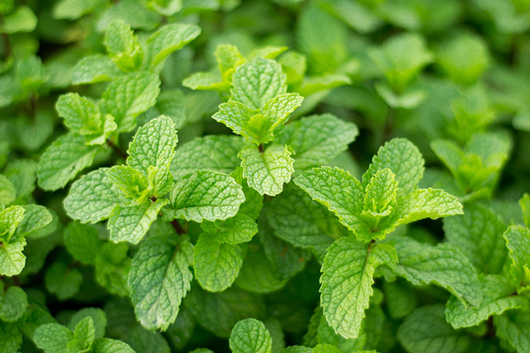 Peppermint: Acid Reflux? Here Are 10 Foods You Should Avoid