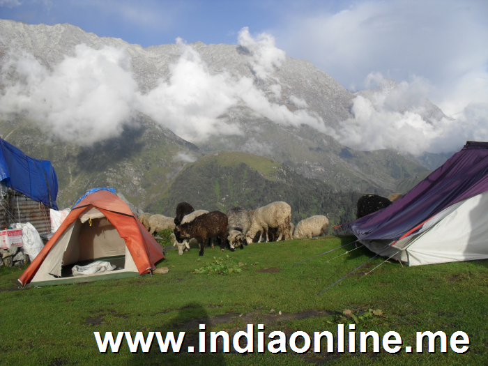 cows-tents-triund-mcleod-ganj-dharamsala-trek1