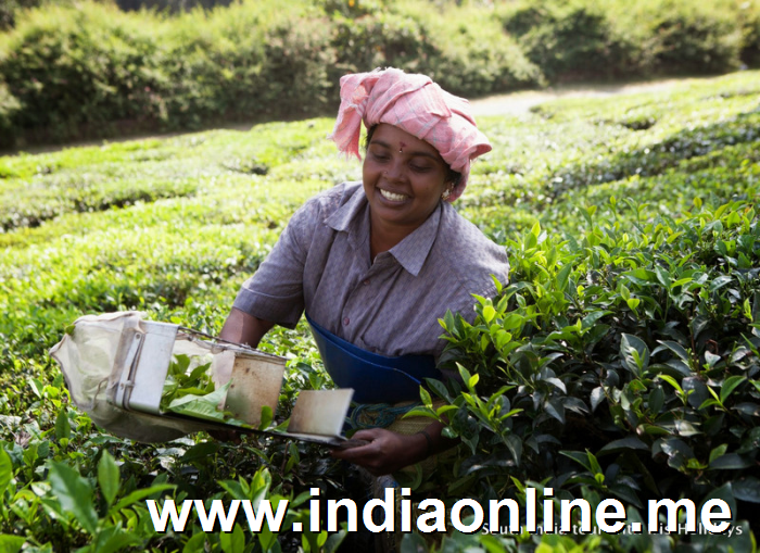 Tea Picking in Munnar