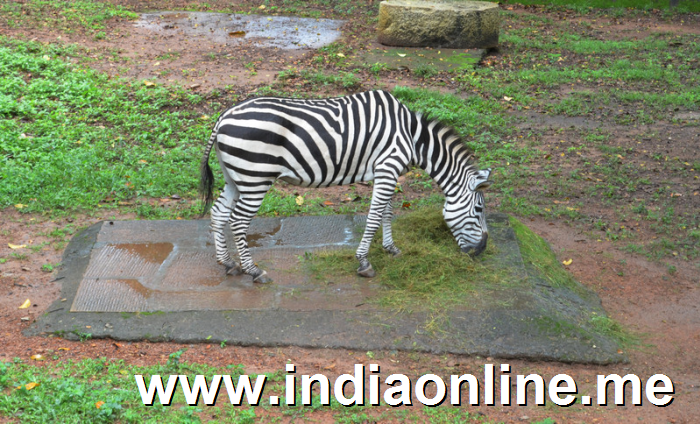 Trivandrum Zoo is the oldest Zoo in Asia