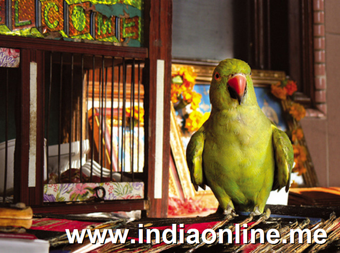 you can find fortune tellers  with parrots in most tourist places in kerala