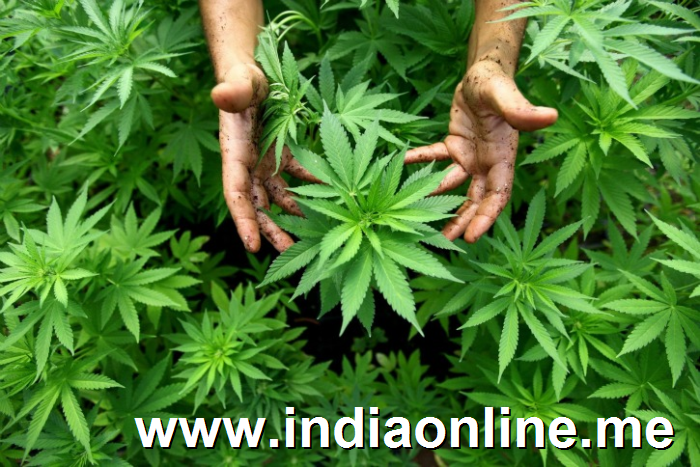 Uttarakhand To Become First Indian State To Legalise Cannabis Cultivation