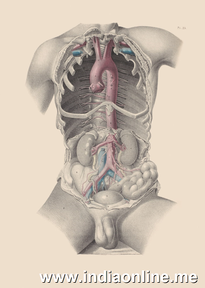 Aorta and other major arteries