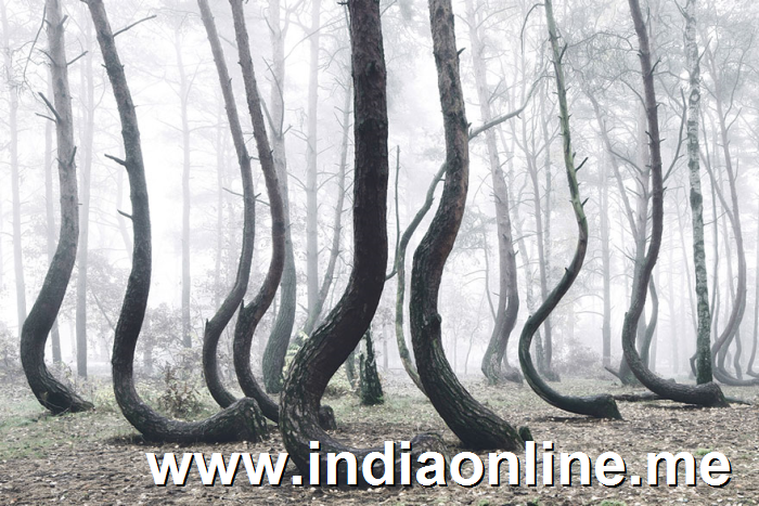 crooked-forest-krzywy-las-kilian-schonberger-poland-6