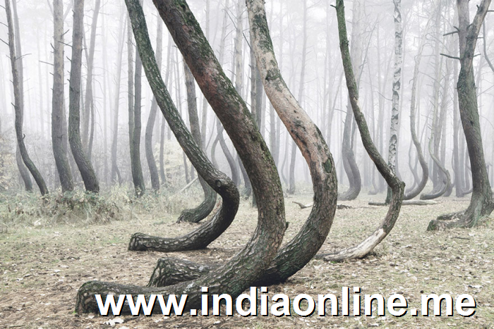 crooked-forest-krzywy-las-kilian-schonberger-poland-2