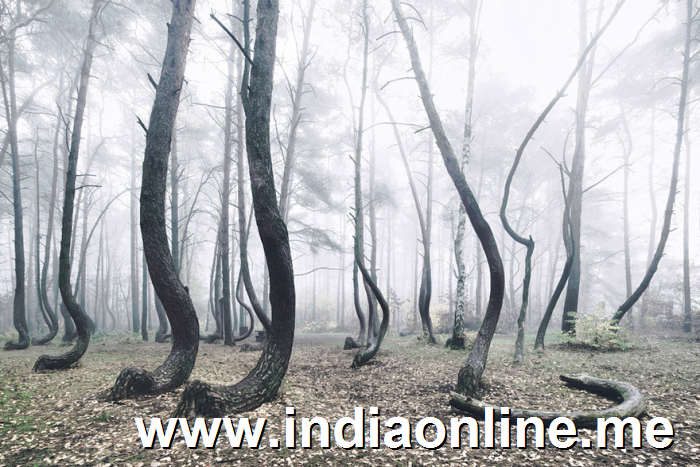 crooked-forest-krzywy-las-kilian-schonberger-poland-4