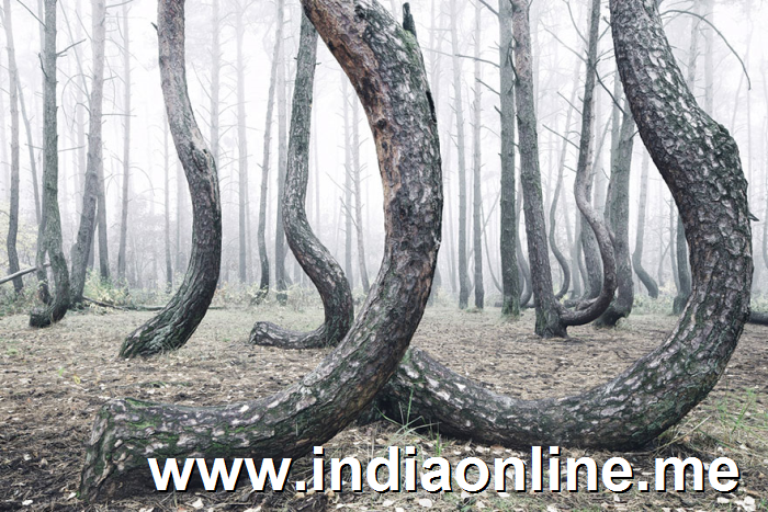 crooked-forest-krzywy-las-kilian-schonberger-poland-7