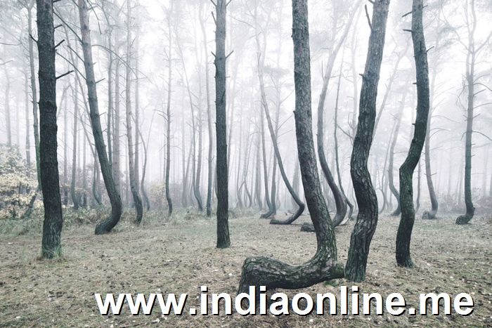 crooked-forest-krzywy-las-kilian-schonberger-poland-9