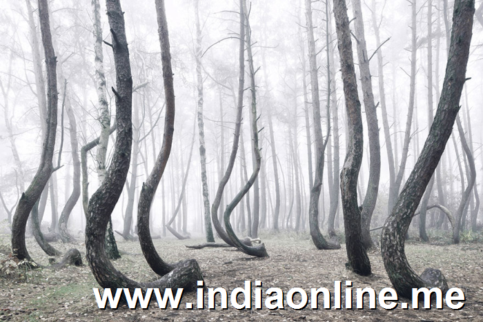 crooked-forest-krzywy-las-kilian-schonberger-poland-3