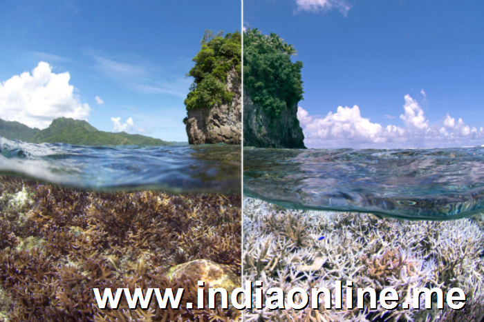 global coral bleaching